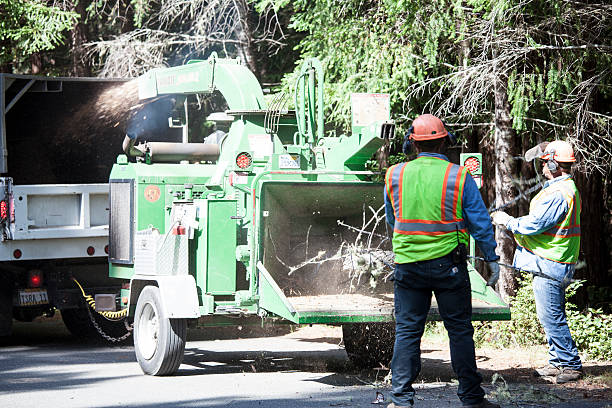 How Our Tree Care Process Works  in  Merriam Woods, MO